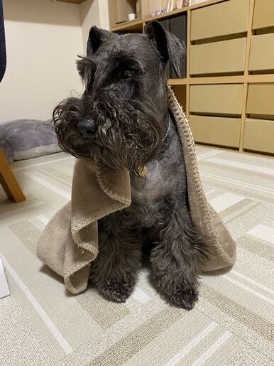 寝ぼける犬 オーチャンネル 寝ぼける犬 オーチャンネル