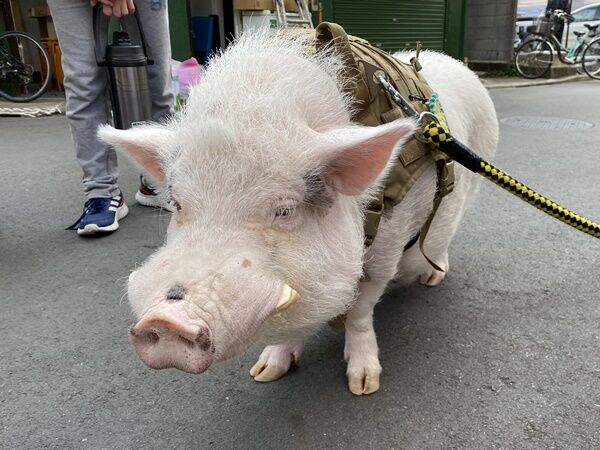 浅草で豚のとんかつ君に遭遇 オーチャンネル