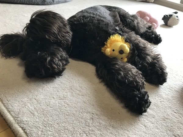 お気に入りのオモチャが増えていく オーチャンネル