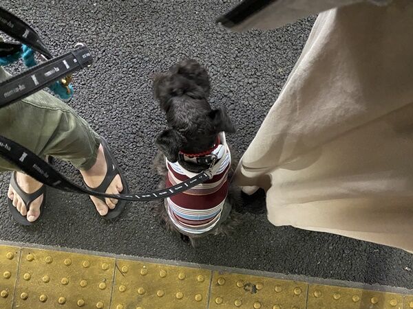 音に驚くけど怖がってないのかも オーチャンネル 音に驚くけど怖がってないのかも オーチャンネル