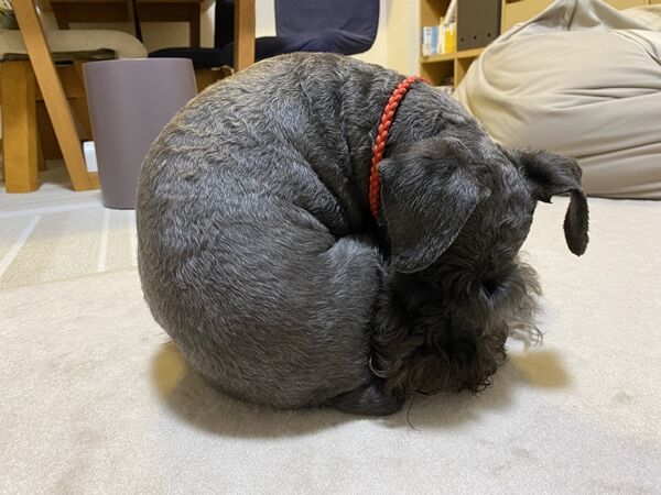 オーチャンのおなら プップップー オーチャンネル