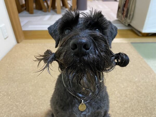 シュナウザー飼ってる人の共有の悩み オーチャンネル