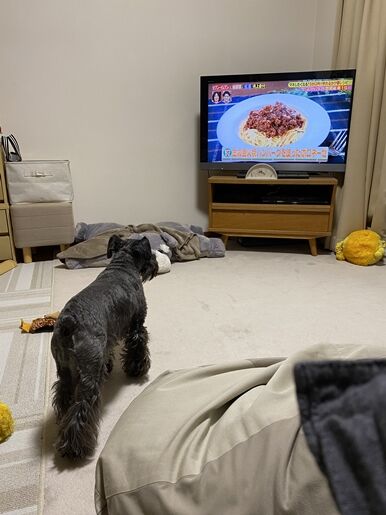 犬がテレビを見る理由が知りたい オーチャンネル