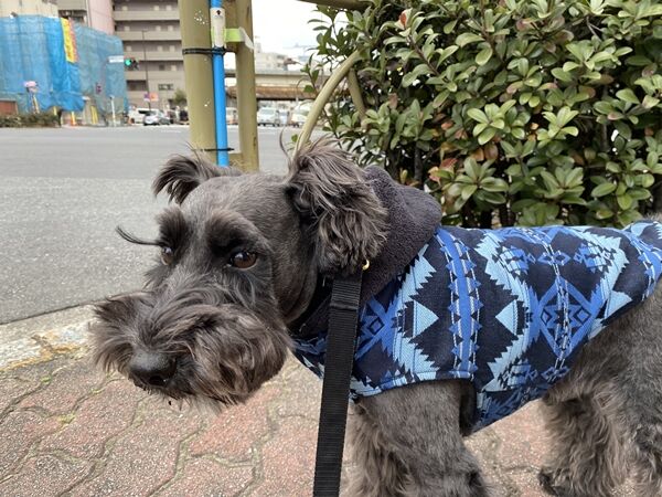 他の犬種に間違えられる オーチャンネル 他の犬種に間違えられる オーチャンネル