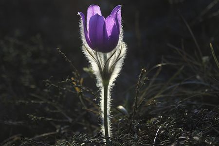 大災害を予言する花