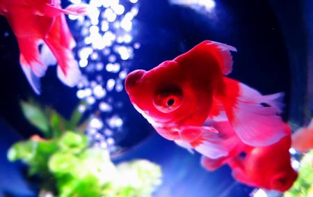 金魚に感情がある
