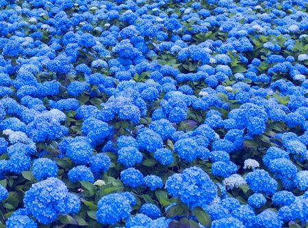 紫陽花