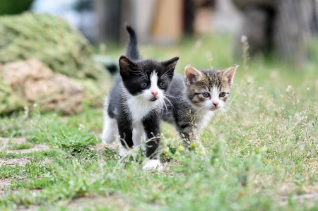 cats-8105667_1280