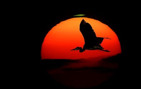 多摩川大きな鳥