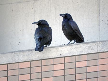 カラス