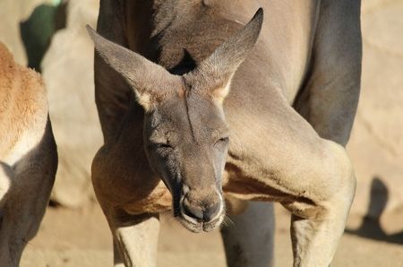 カンガルー