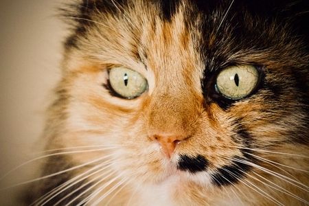 猫