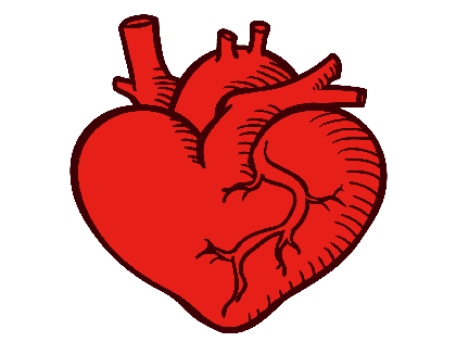 heart