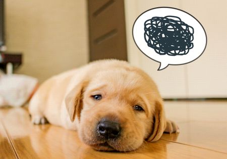 動物には感情があるか