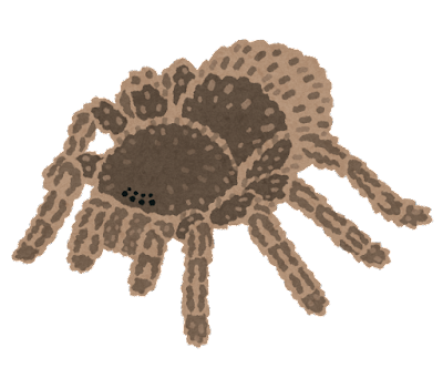bug_kumo_tarantula