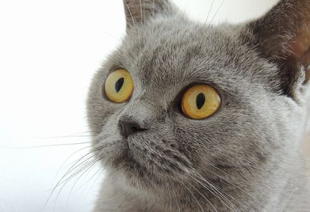 「ネコ」は人間を監視するために送り込まれたエイリアン