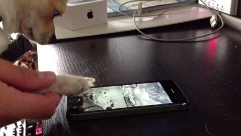 iPhone5sの指紋認証、猫に引き続き犬の足でも利用可能と判明