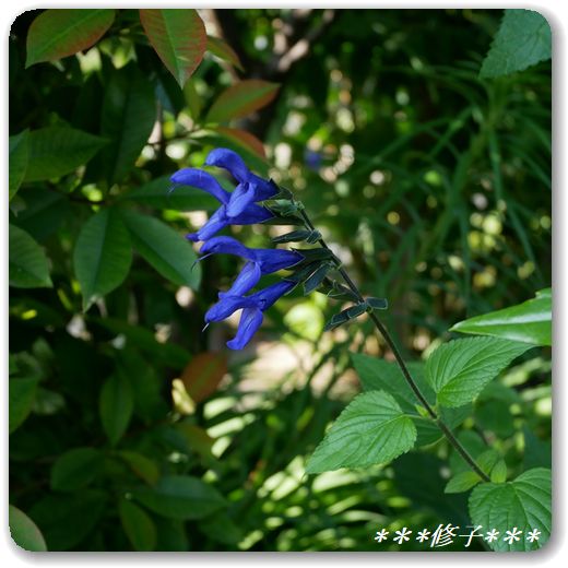 メドーセージ サルビア ガラニチカ 思い出はいつもやさしい