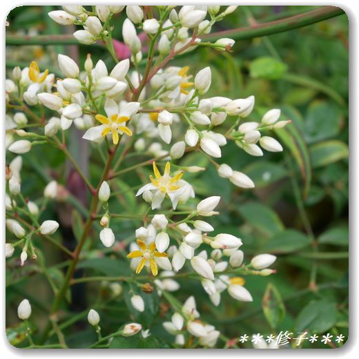 南天 思い出はいつもやさしい