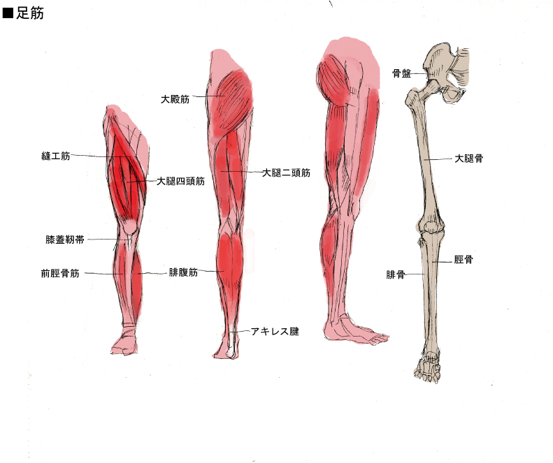 外側直筋