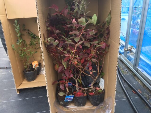 ブルーベリーの苗木が届いたので 定植を開始です 亭蔵 Teizo ブルーベリー がっと うんめのー