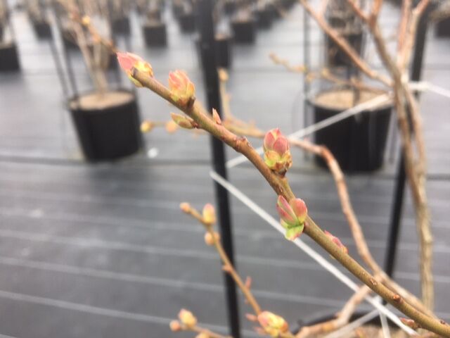 今年も ラビットアイ系 ダメかも 涙 亭蔵 Teizo ブルーベリー がっと うんめのー