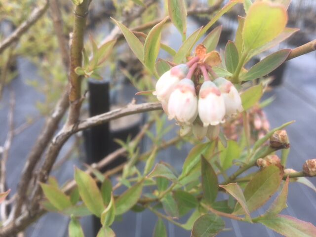 ピンクレモネードの花です 亭蔵 Teizo ブルーベリー がっと うんめのー ピンクレモネードの花です 亭蔵 Teizo ブルーベリー がっと うんめのー