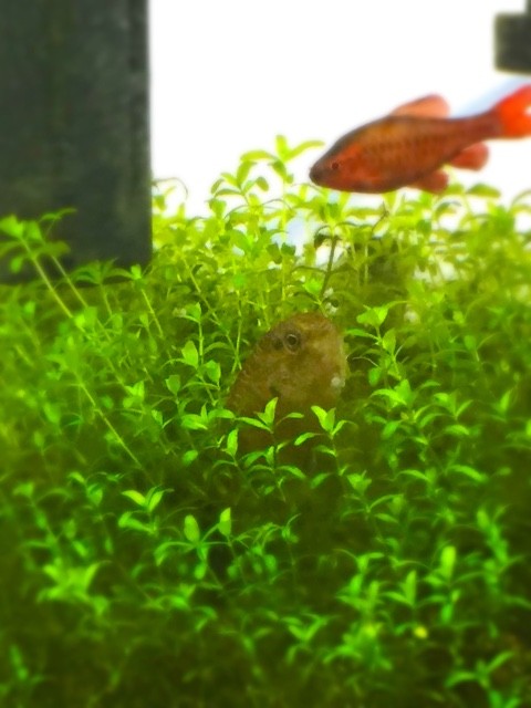 バジスバジス のその後 Cheap Aquarium アクア初心者の雑記 バジスバジス のその後 Cheap Aquarium アクア初心者の雑記