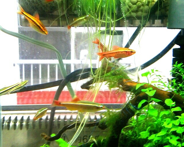 Cheap Aquarium アクア初心者の雑記 水槽のお話 Cheap Aquarium アクア初心者の雑記 水槽のお話