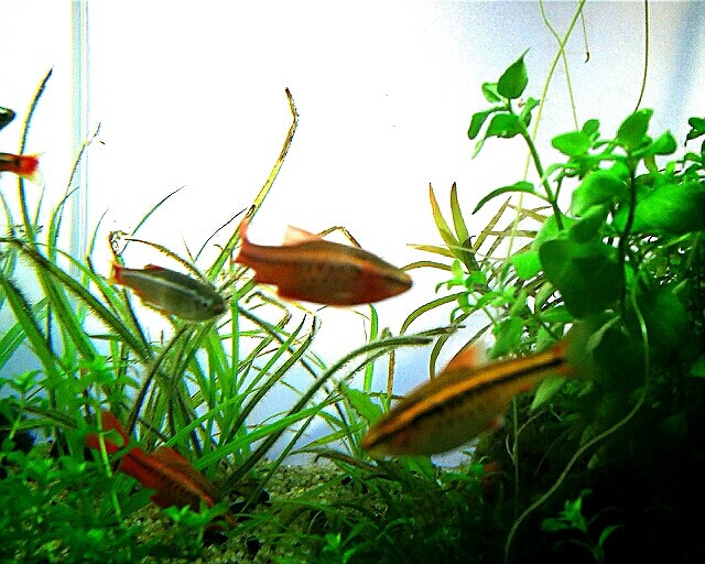 尾腐れ病改め 謎の病 Cheap Aquarium アクア初心者の雑記