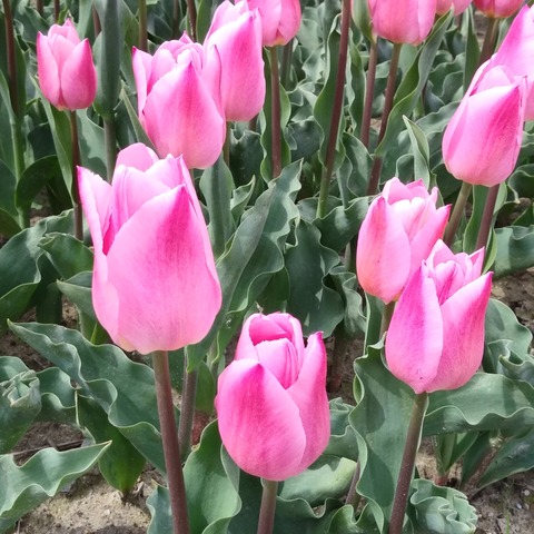 IMG03093