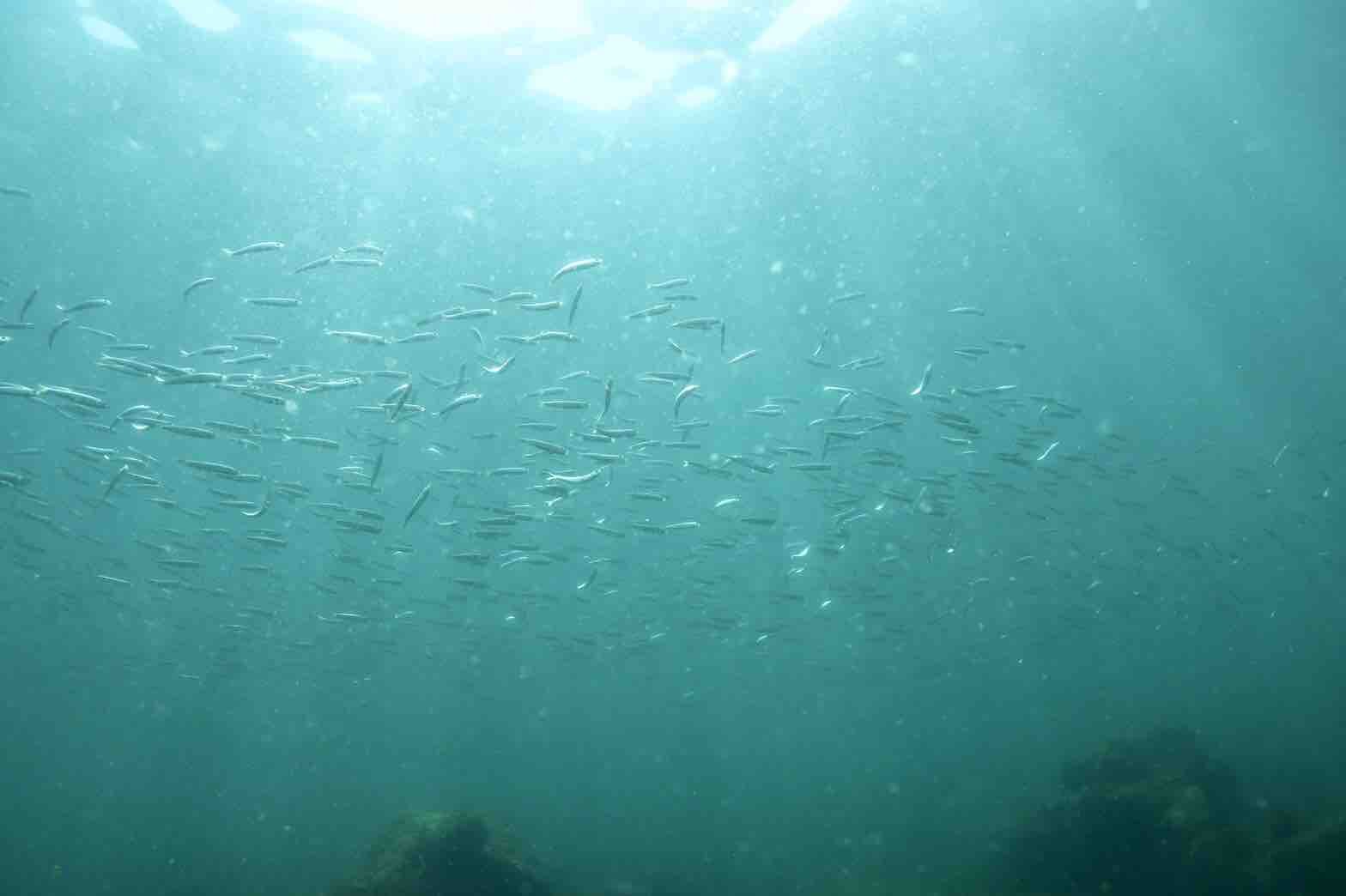 なんだこの暖かい海は 川奈伊豆のダイビングショップ オアシスのブログ