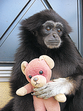 京都市動物園 クロマティー りかちゃんとわたるくんのお家