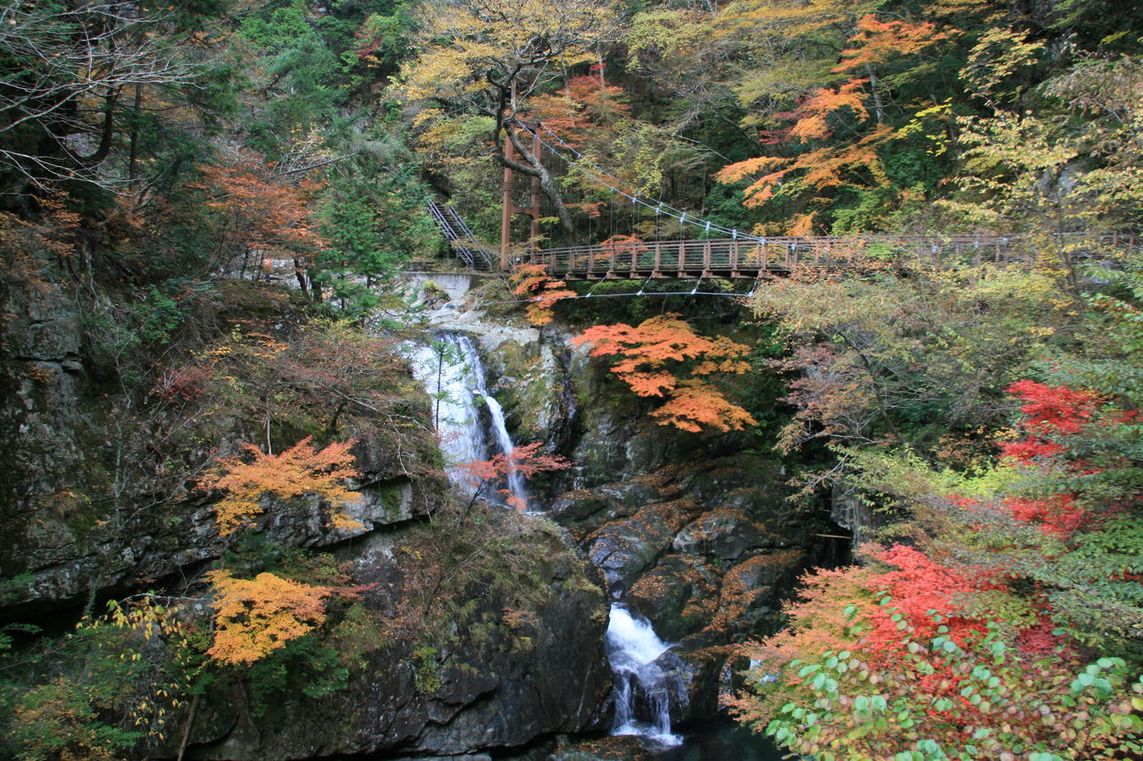 天川村 紅葉 お馬鹿な飼い主のブログ