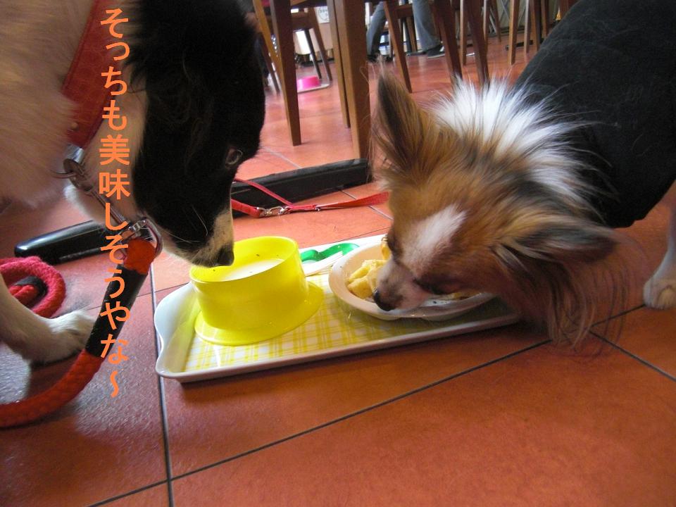姫路 お馬鹿な飼い主のブログ