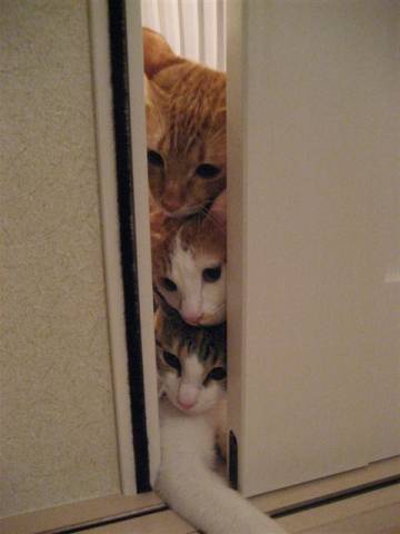 トーテムポール