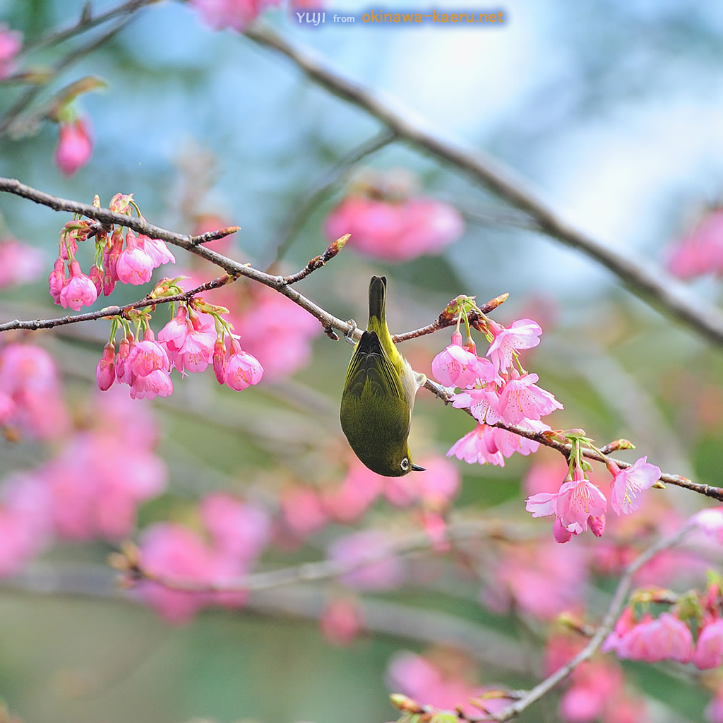 メジロと寒緋桜のipad用壁紙 Yuji From Okinawa Kaeru Net