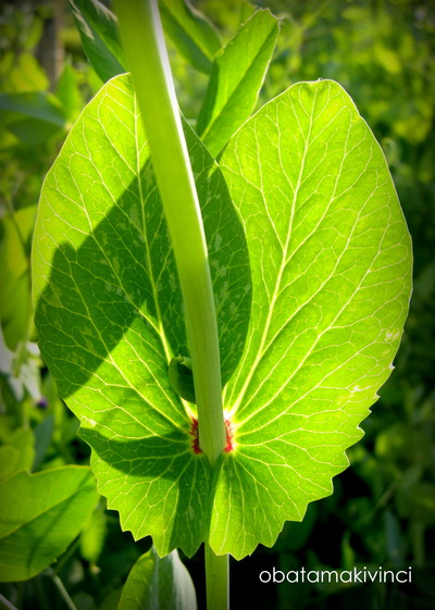 Foglia di Piselli