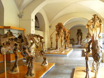 Paleontologia 1