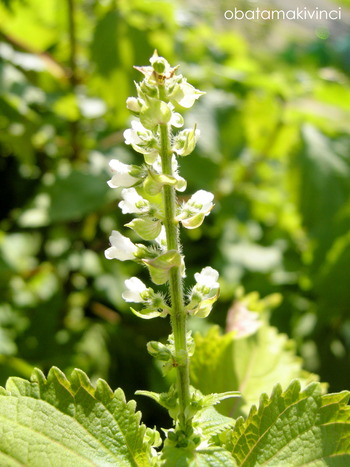 Fiori di Shiso