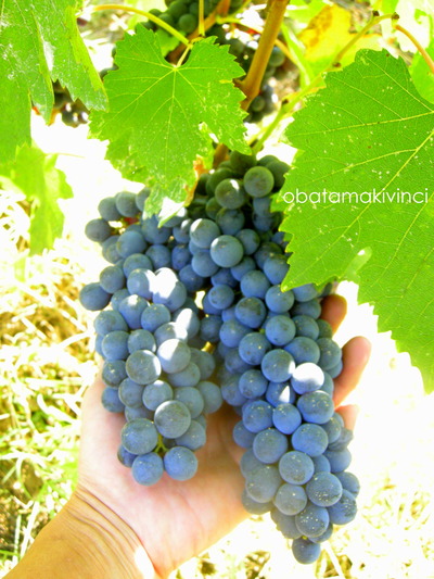 Uva Sangiovese