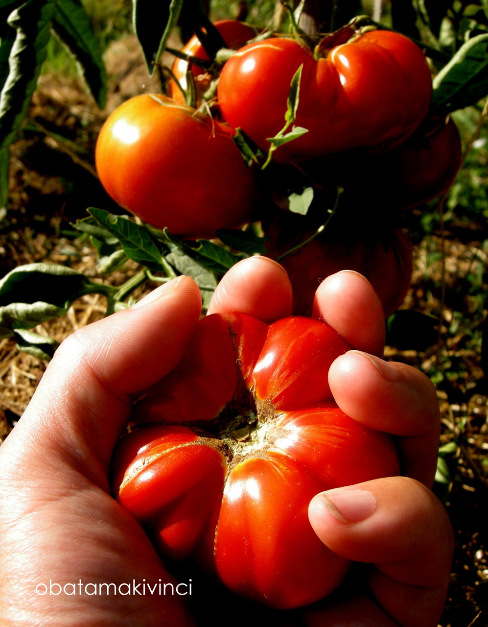 ボクらは赤いトマトを摘みに Italian Tomatoes 大地の住人 ヴィンチの丘で ボクらは赤いトマトを摘みに Italian Tomatoes 大地の住人 ヴィンチの丘で