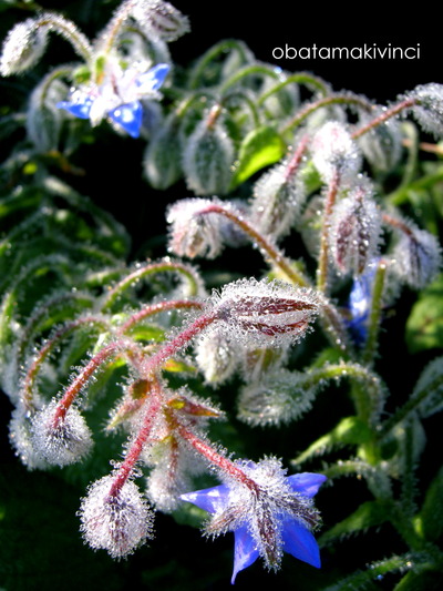 Scheletro di Borragine