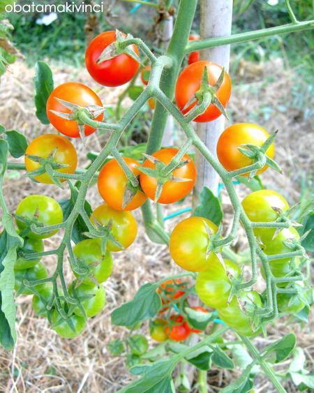 mini pomodori come arcobaleno 4