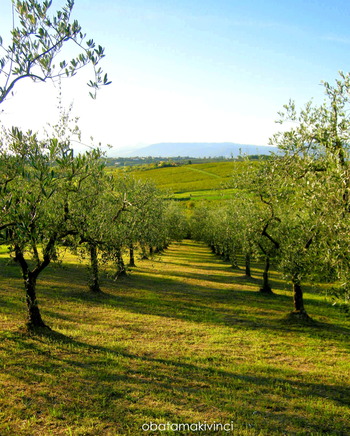 Oliveto con l'Ombra