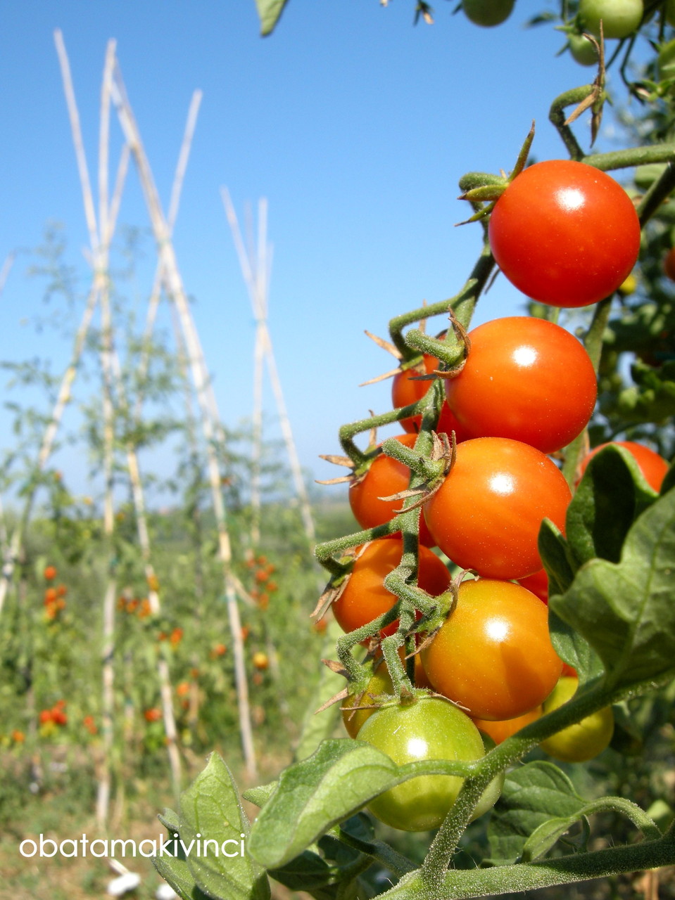 ボクらは赤いトマトを摘みに Italian Tomatoes 大地の住人 ヴィンチの丘で ボクらは赤いトマトを摘みに Italian Tomatoes 大地の住人 ヴィンチの丘で