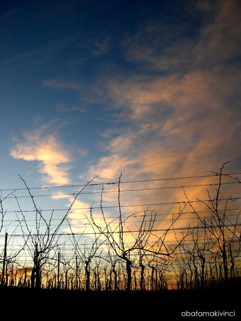 Vigneto dopo tramonto