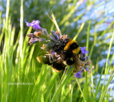 Dormono sulla Lavanda