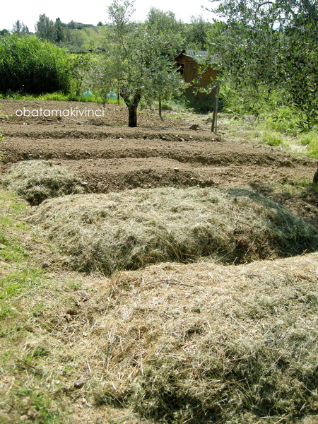 Orto Sinergico in preparazione