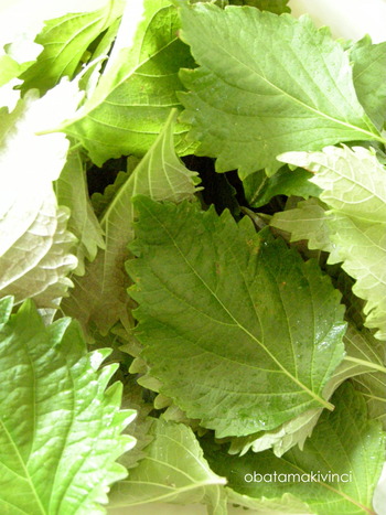 Ultime Foglie di Shiso